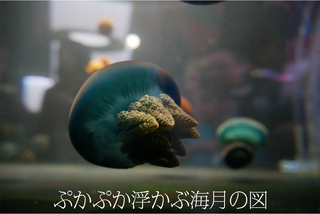 ぷかぷかわいい海月.jpg