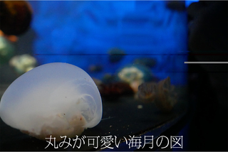 丸みが可愛い海月.jpg