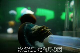 泳ぎだし海月.jpg