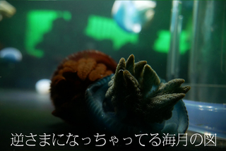 逆さまかわいい海月.jpg
